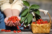 5月18日至6月16日，“櫻桃之約”邀你共赴！